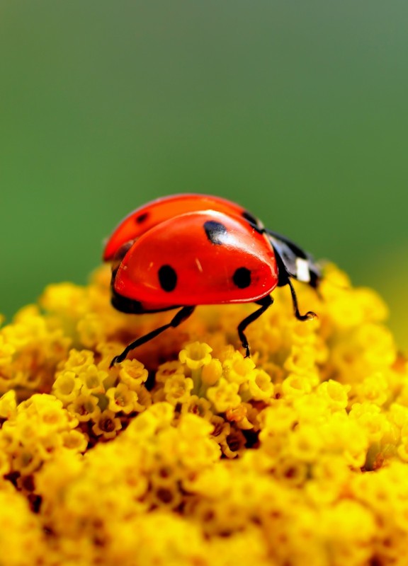 COCCINELLE