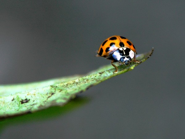 COCCINELLE