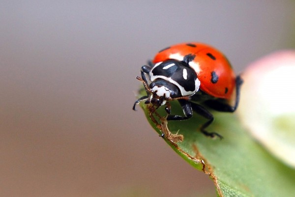 COCCINELLE