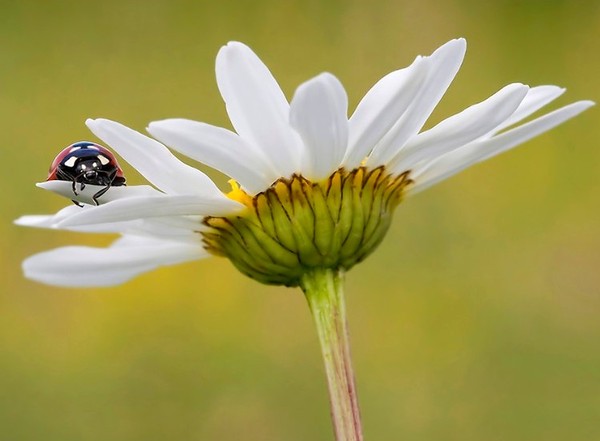 COCCINELLE