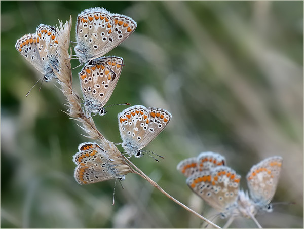 PAPILLONS