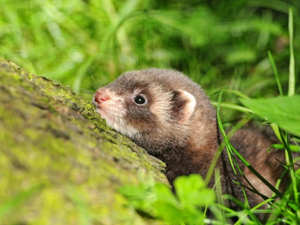 FURET