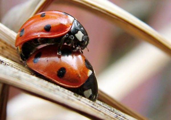 COCCINELLES