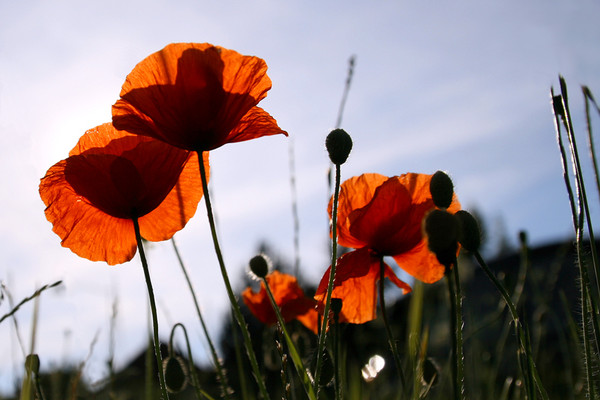 COQUELICOTS