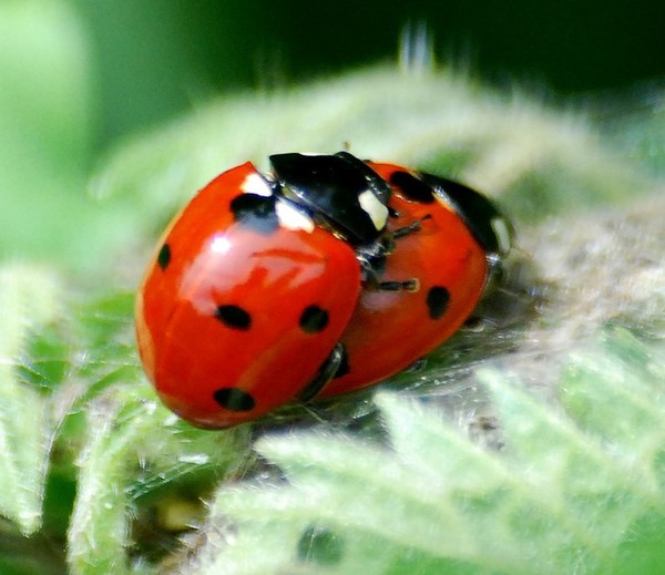 COCCINELLES