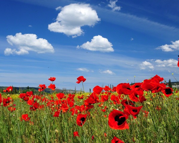 COQUELICOTS