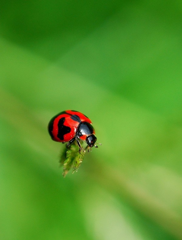 COCCINELLE