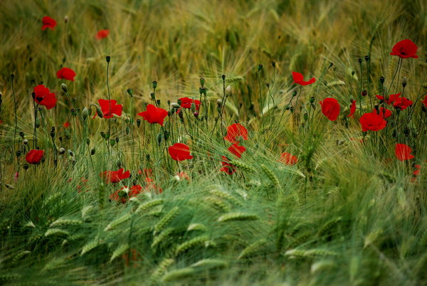 COQUELICOTS