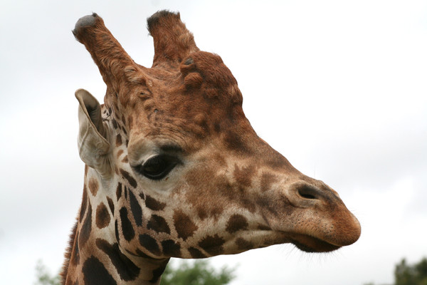 GIRAFE