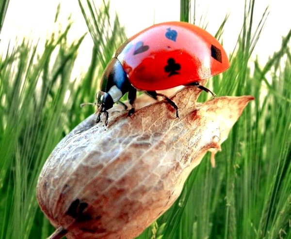 COCCINELLE