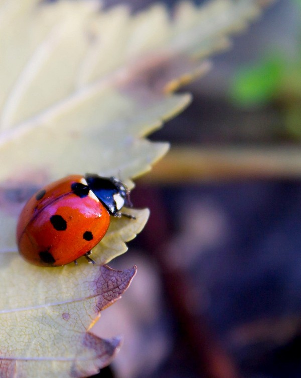 COCCINELLE