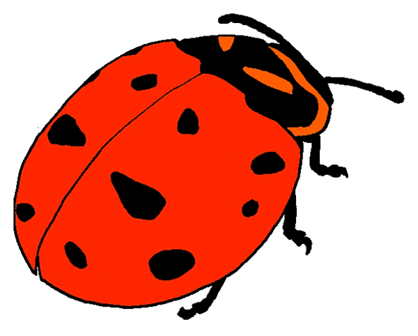 COCCINELLE