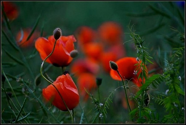 COQUELICOTS