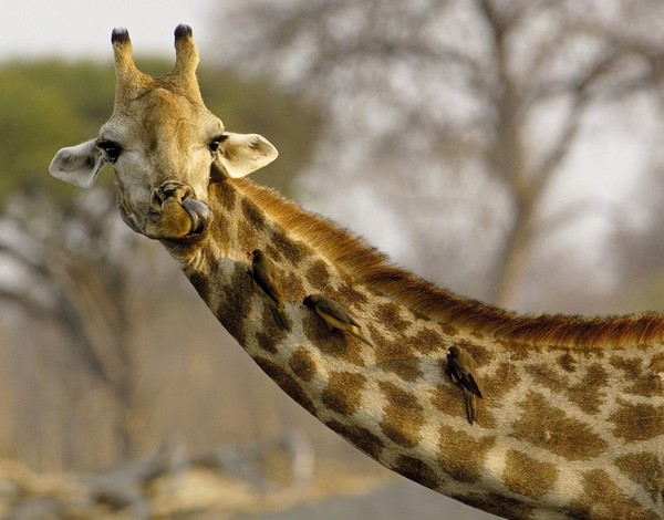 GIRAFE