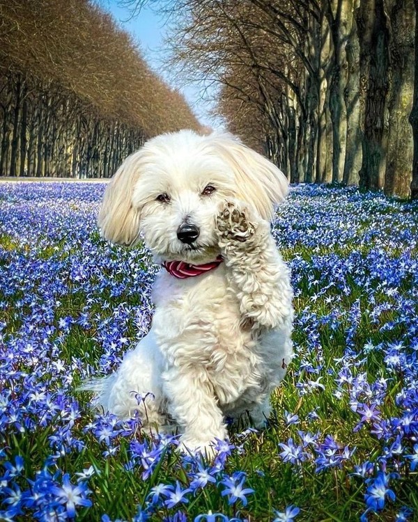CHIEN 5