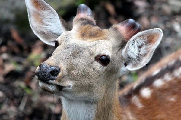 BICHE CERF...