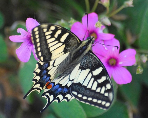 PAPILLON