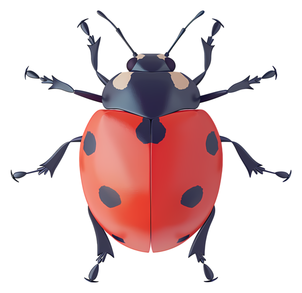 COCCINELLE 3