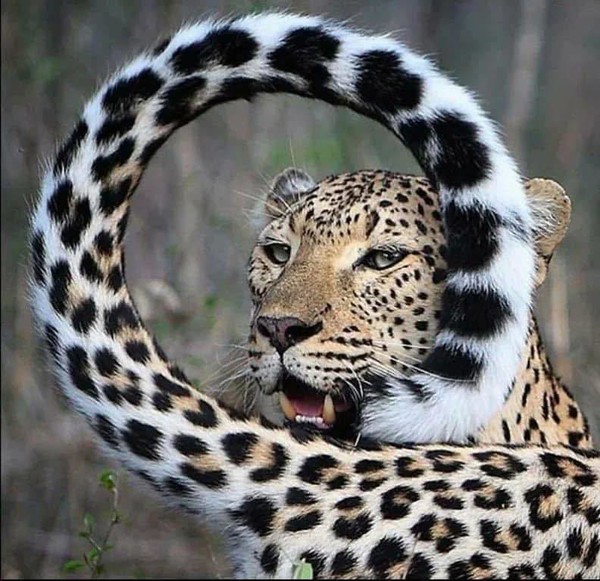 FELIN 2