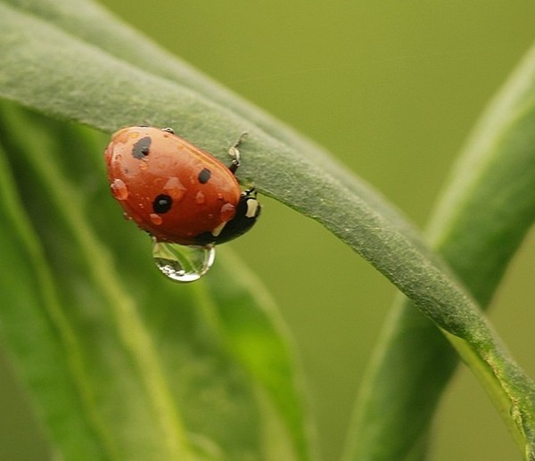 COCCINELLE