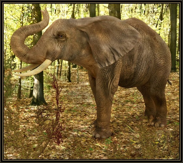 ELEPHANT