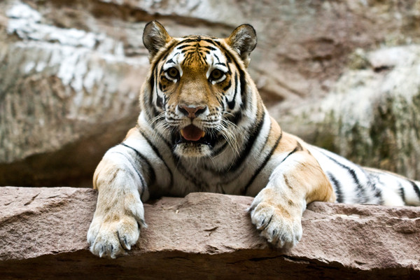 TIGRE