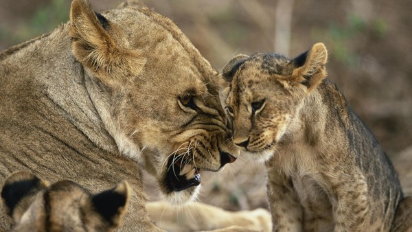 LIONNE ET LIONCEAU