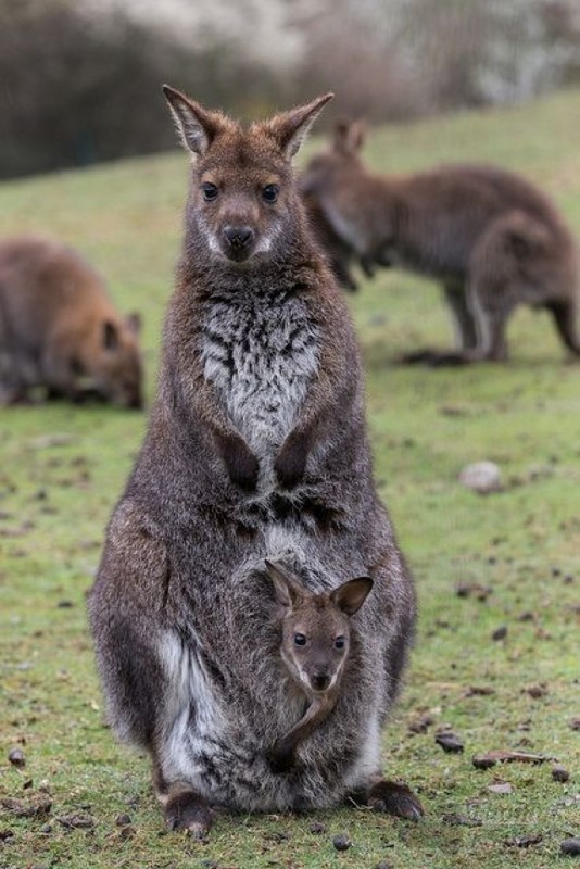 KANGOUROUS