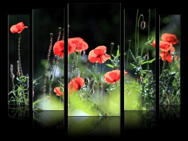 COQUELICOTS