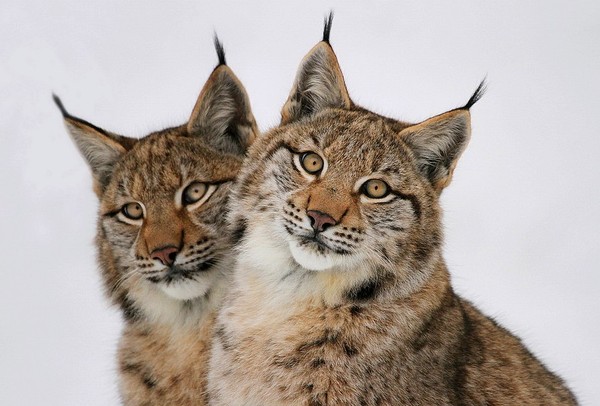 LYNX