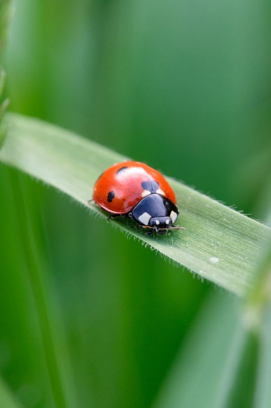 COCCINELLE 2