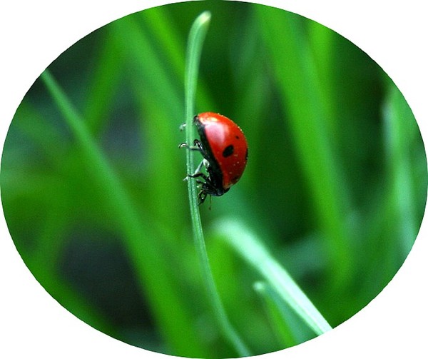 COCCINELLE