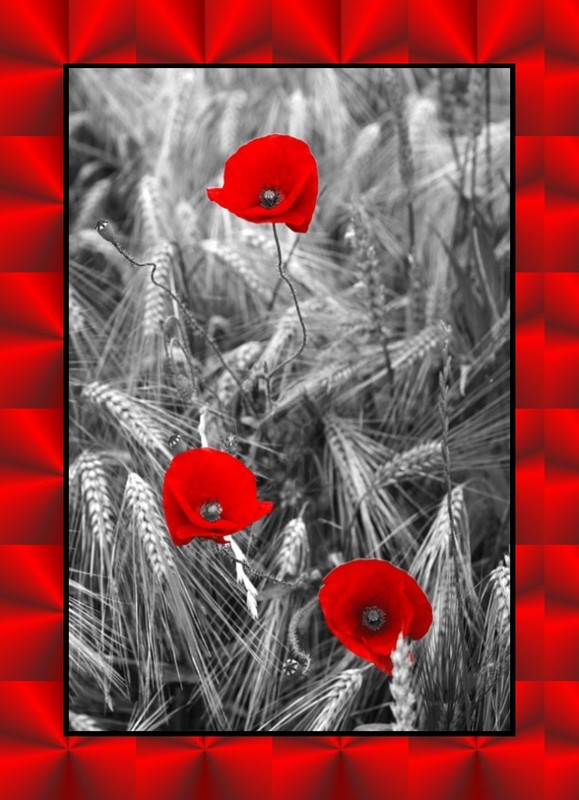 COQUELICOTS