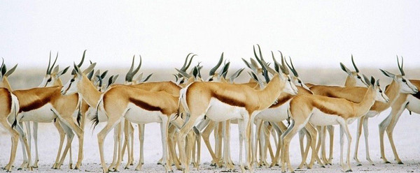 ANTILOPES