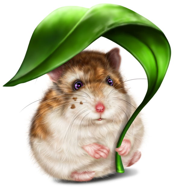 SOURIS RAT HAMSTER... 2