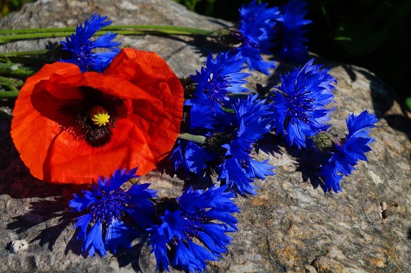 COQUELICOTS