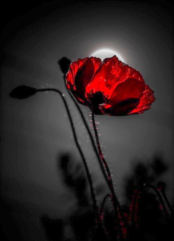 COQUELICOTS 2