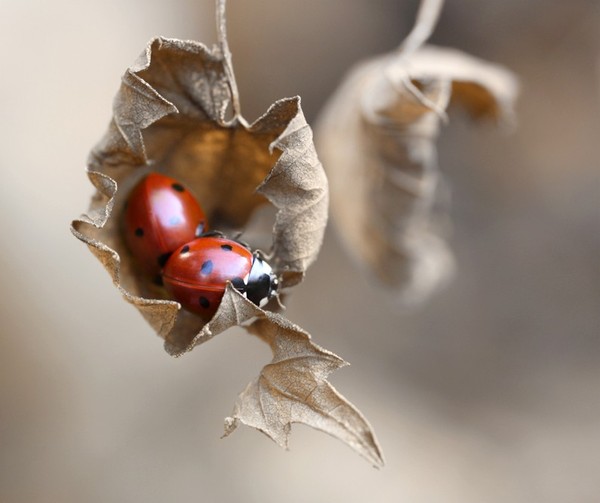 COCCINELLE