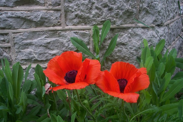 COQUELICOTS