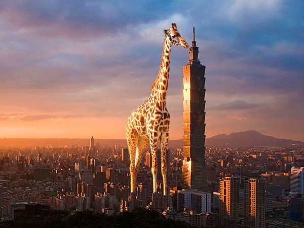 GIRAFE