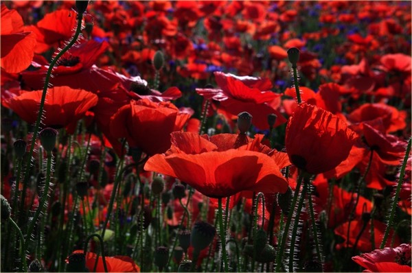 COQUELICOTS