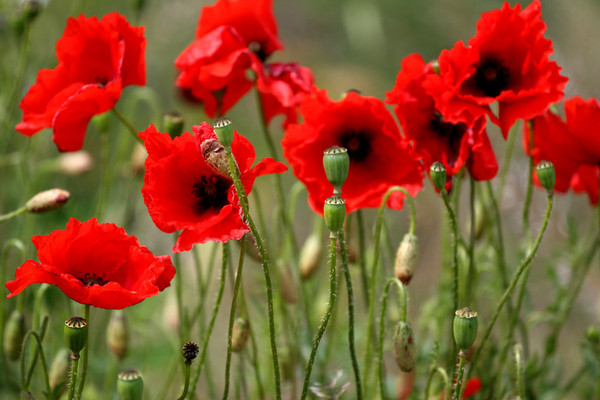 COQUELICOTS