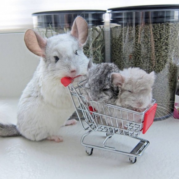 CHINCHILLA