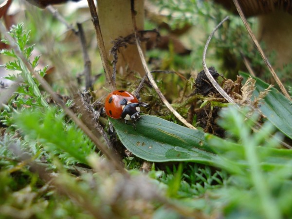 COCCINELLE