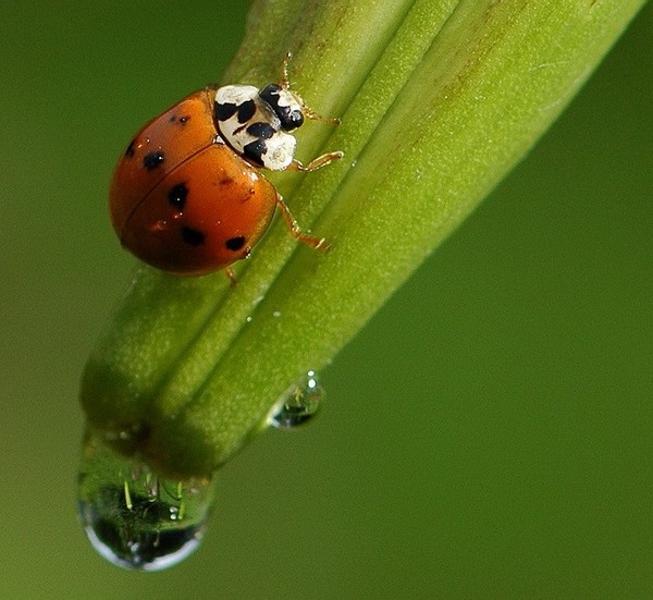 COCCINELLE