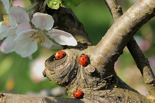 COCCINELLES