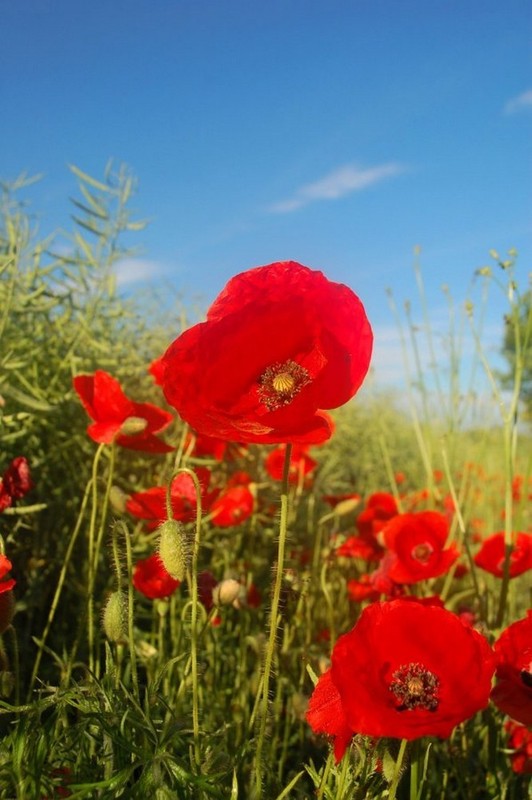 COQUELICOTS