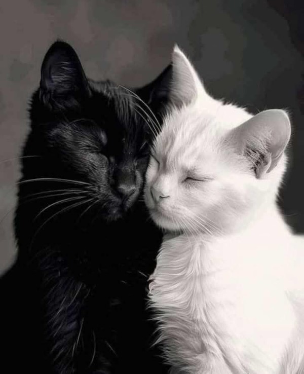 CHAT 7