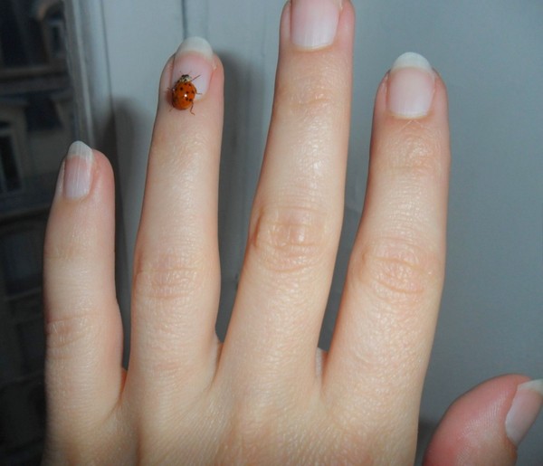 COCCINELLE