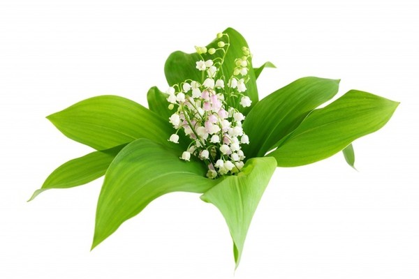 LE MUGUET